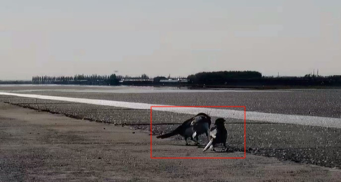 白天 发现 的 FOD1